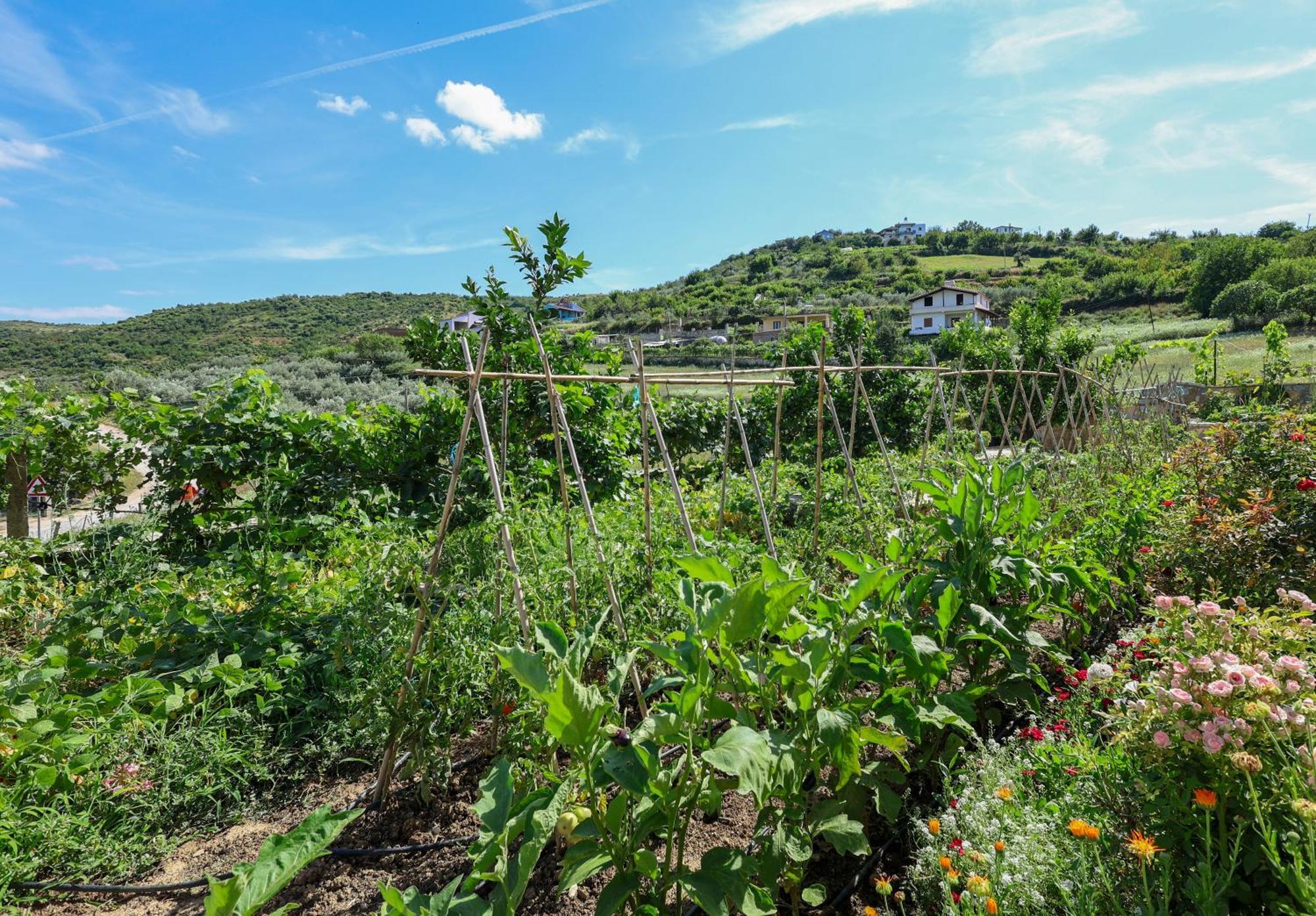 Villa Xherimeja Family Oasis Berat Zewnętrze zdjęcie